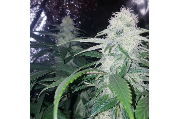 Choco Haze (Zamnesia Seeds) feminizada Choco Haze (Zamnesia Seeds) feminizada