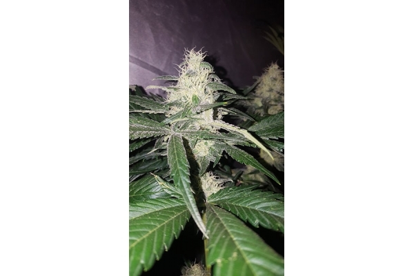 Choco Haze (Zamnesia Seeds) feminizada Choco Haze (Zamnesia Seeds) feminizada