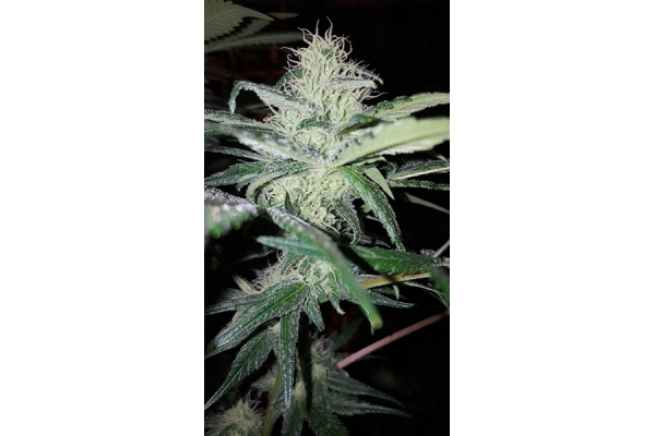 Choco Haze (Zamnesia Seeds) feminizada Choco Haze (Zamnesia Seeds) feminizada