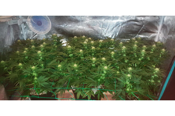Choco Haze (Zamnesia Seeds) feminizada Choco Haze (Zamnesia Seeds) feminizada