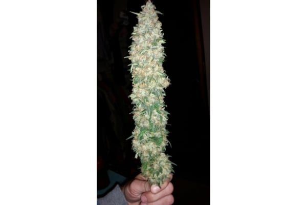 Classic Skunk (Zamnesia Seeds) feminizada Classic Skunk (Zamnesia Seeds) feminizada