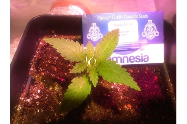 Classic Skunk (Zamnesia Seeds) feminizada Classic Skunk (Zamnesia Seeds) feminizada