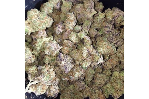 Blueberry Auto (Zamnesia Seeds) feminizada