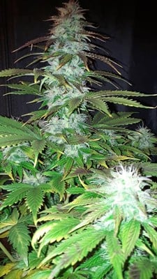 Blueberry Auto (Zamnesia Seeds) feminizada