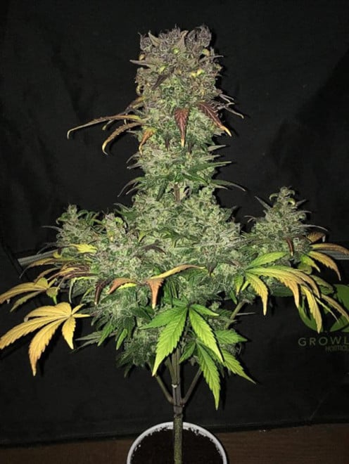 Blueberry Auto (Zamnesia Seeds) feminizada