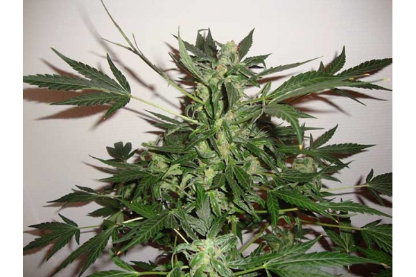 Critical Auto (Zamnesia Seeds) feminizada