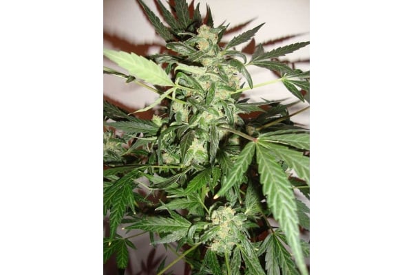 Critical Auto (Zamnesia Seeds) feminizada