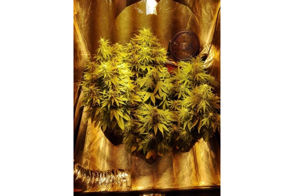 White Widow Auto (Zamnesia Seeds) feminizada