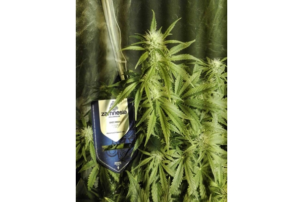 White Widow Auto (Zamnesia Seeds) feminizada