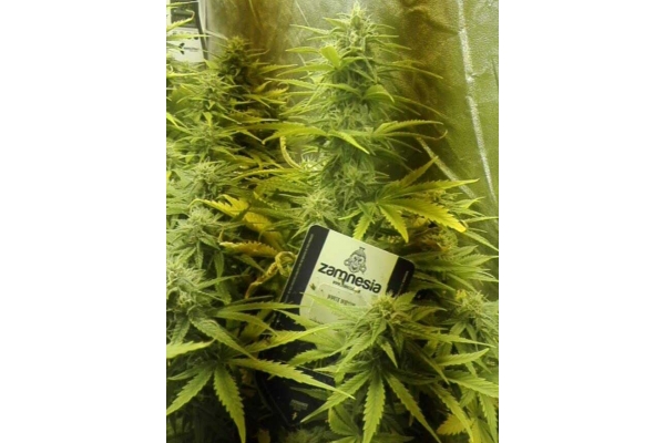White Widow Auto (Zamnesia Seeds) feminizada