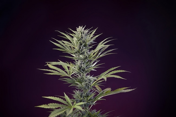 Sticky Beast Auto (Zamnesia Seeds) feminizada Sticky Beast Auto (Zamnesia Seeds) feminizada