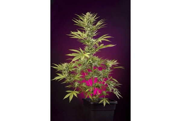 Sticky Beast Auto (Zamnesia Seeds) feminizada Sticky Beast Auto (Zamnesia Seeds) feminizada