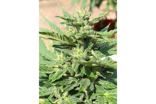 Sticky Beast Auto (Zamnesia Seeds) feminizada Sticky Beast Auto (Zamnesia Seeds) feminizada