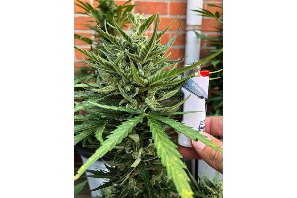 Sticky Beast Auto (Zamnesia Seeds) feminizada Sticky Beast Auto (Zamnesia Seeds) feminizada
