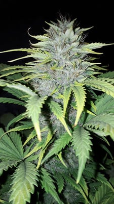 Sticky Beast Auto (Zamnesia Seeds) feminizada Sticky Beast Auto (Zamnesia Seeds) feminizada
