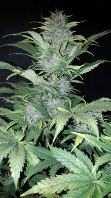 Sticky Beast Auto (Zamnesia Seeds) feminizada Sticky Beast Auto (Zamnesia Seeds) feminizada