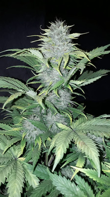 Sticky Beast Auto (Zamnesia Seeds) feminizada Sticky Beast Auto (Zamnesia Seeds) feminizada
