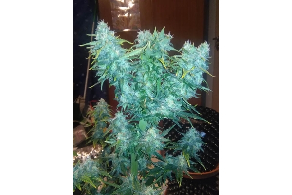 Diesel Auto (Zamnesia Seeds) feminizada Diesel Auto (Zamnesia Seeds) feminizada