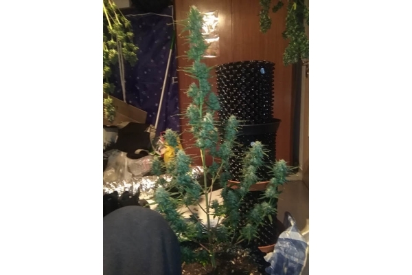 Diesel Auto (Zamnesia Seeds) feminizada Diesel Auto (Zamnesia Seeds) feminizada