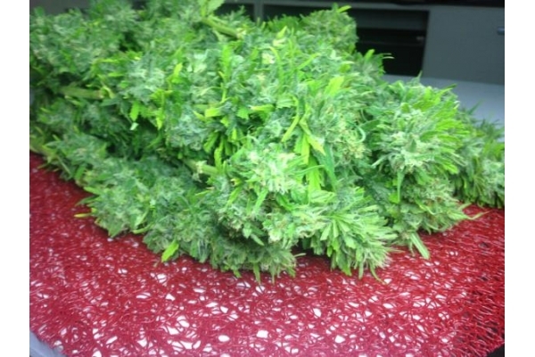 Crystal M.E.T.H. (Dr. Underground) feminizada