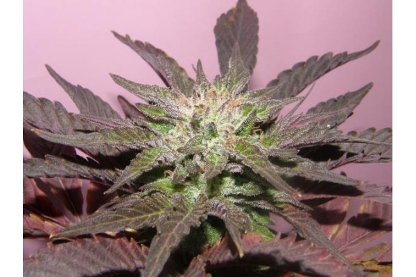 Melon Gum (Dr. Underground) feminizada