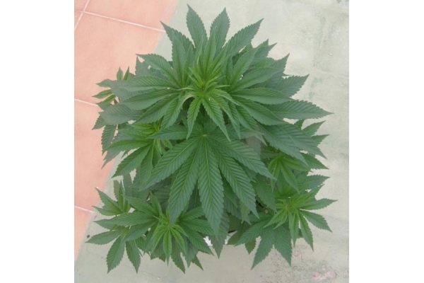 PainKiller (Dr. Underground) feminizada PainKiller (Dr. Underground) feminizada