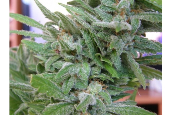 Brooklyn Mango (Dr. Underground) feminizada