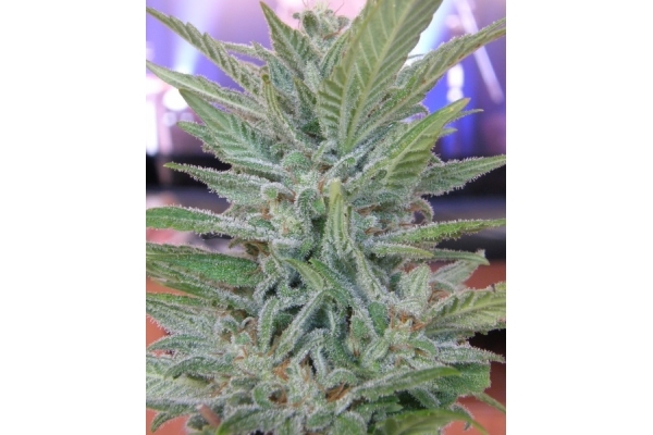 Brooklyn Mango (Dr. Underground) feminizada Brooklyn Mango (Dr. Underground) feminizada