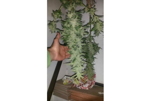 Auto Melon Gum (Dr. Underground) feminizada