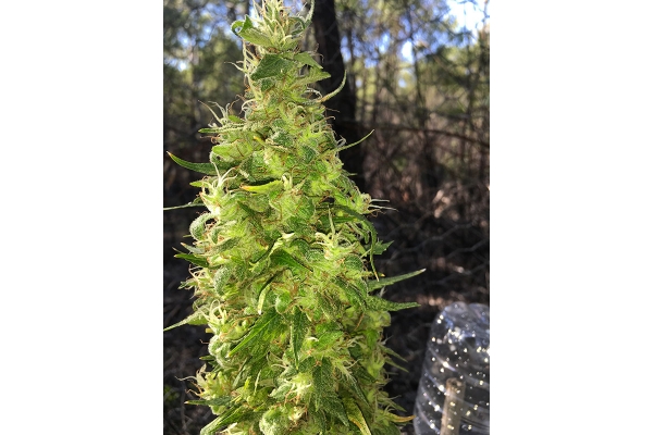OG Kush (Silent Seeds) feminizada OG Kush (Silent Seeds) feminizada
