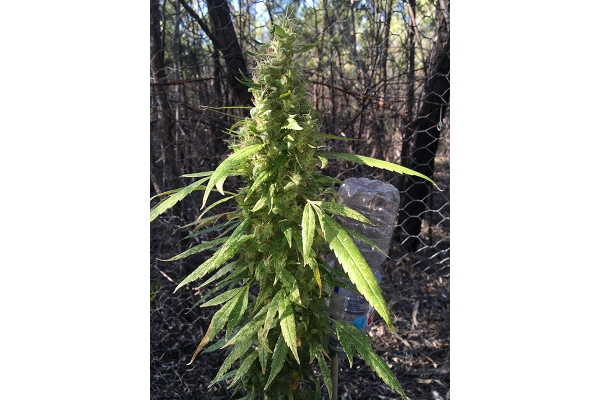 OG Kush (Silent Seeds) feminizada OG Kush (Silent Seeds) feminizada