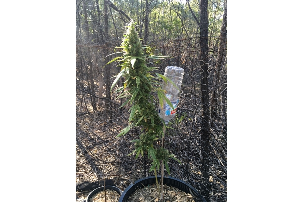 OG Kush (Silent Seeds) feminizada OG Kush (Silent Seeds) feminizada