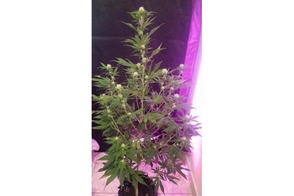OG Kush (Silent Seeds) feminizada OG Kush (Silent Seeds) feminizada