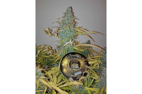 King's Kush Autofloreciente (Greenhouse Seeds) feminizada King's Kush Autofloreciente (Greenhouse Seeds) feminizada