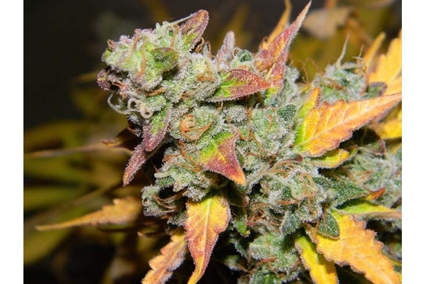 King's Kush Autofloreciente (Greenhouse Seeds) feminizada King's Kush Autofloreciente (Greenhouse Seeds) feminizada