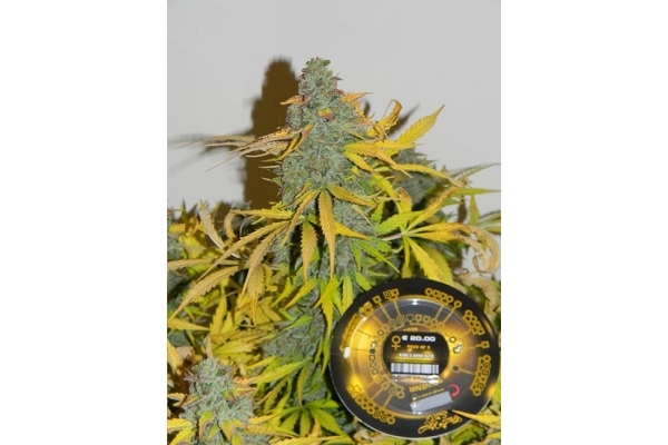 King's Kush Autofloreciente (Greenhouse Seeds) feminizada King's Kush Autofloreciente (Greenhouse Seeds) feminizada