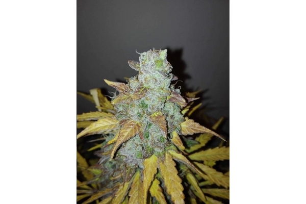 King's Kush Autofloreciente (Greenhouse Seeds) feminizada King's Kush Autofloreciente (Greenhouse Seeds) feminizada