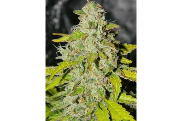 King's Kush Autofloreciente (Greenhouse Seeds) feminizada King's Kush Autofloreciente (Greenhouse Seeds) feminizada