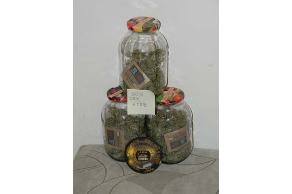 King's Kush Autofloreciente (Greenhouse Seeds) feminizada King's Kush Autofloreciente (Greenhouse Seeds) feminizada