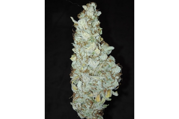 King's Kush Autofloreciente (Greenhouse Seeds) feminizada King's Kush Autofloreciente (Greenhouse Seeds) feminizada