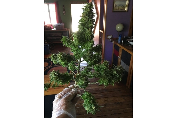 Black Dream (Eva Seeds) feminizada