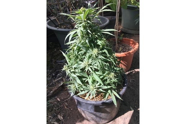 Black Dream (Eva Seeds) feminizada