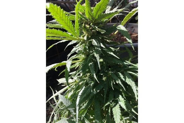 Black Dream (Eva Seeds) feminizada