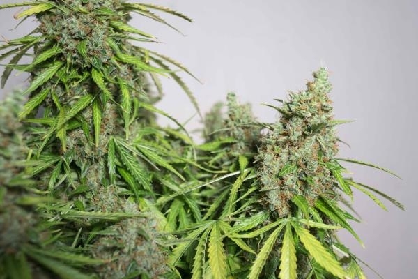 Auto Mazar (Dutch Passion) feminizada Auto Mazar (Dutch Passion) feminizada