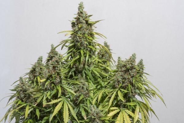 Auto Mazar (Dutch Passion) feminizada Auto Mazar (Dutch Passion) feminizada