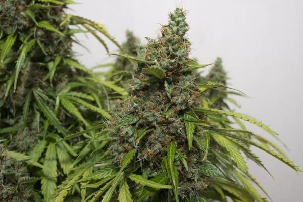 Auto Mazar (Dutch Passion) feminizada Auto Mazar (Dutch Passion) feminizada