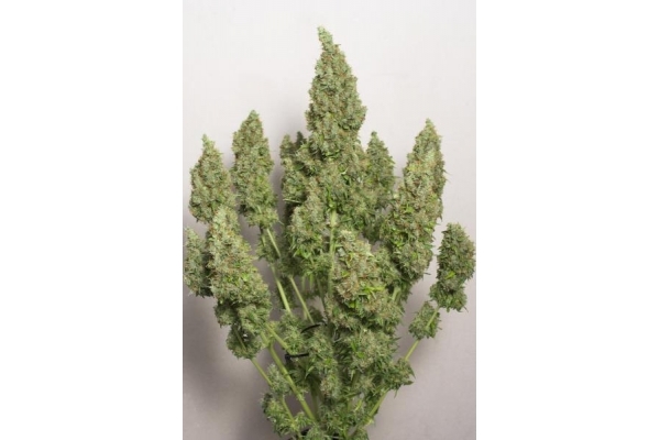 Auto Mazar (Dutch Passion) feminizada Auto Mazar (Dutch Passion) feminizada