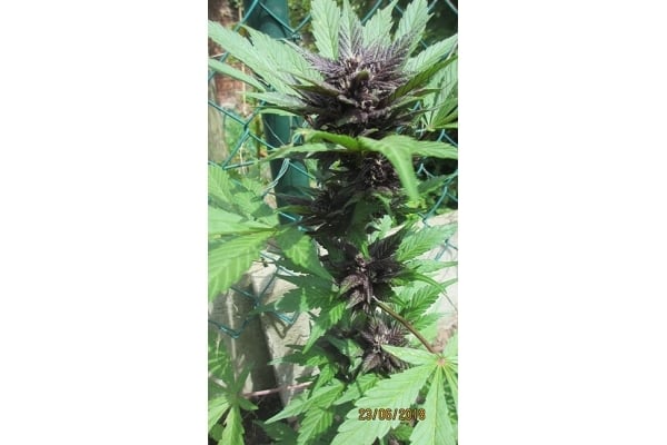 Blackberry Auto (FastBuds) feminizada