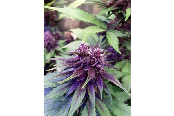 Blackberry Auto (FastBuds) feminizada