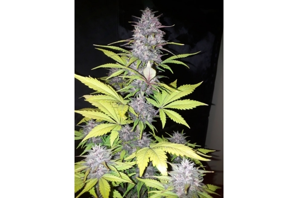 Blackberry Auto (FastBuds) feminizada